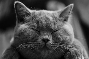 Read more about the article Le British Shorthair, chat originaire de Grande-Bretagne à l’allure majestueuse