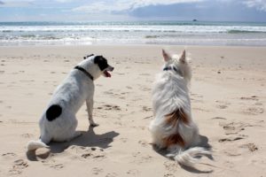 Read more about the article Pet sitter Garde & Hébergement dans les Yvelines