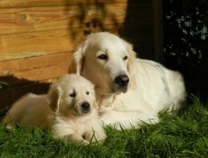Read more about the article Le Golden Retriever