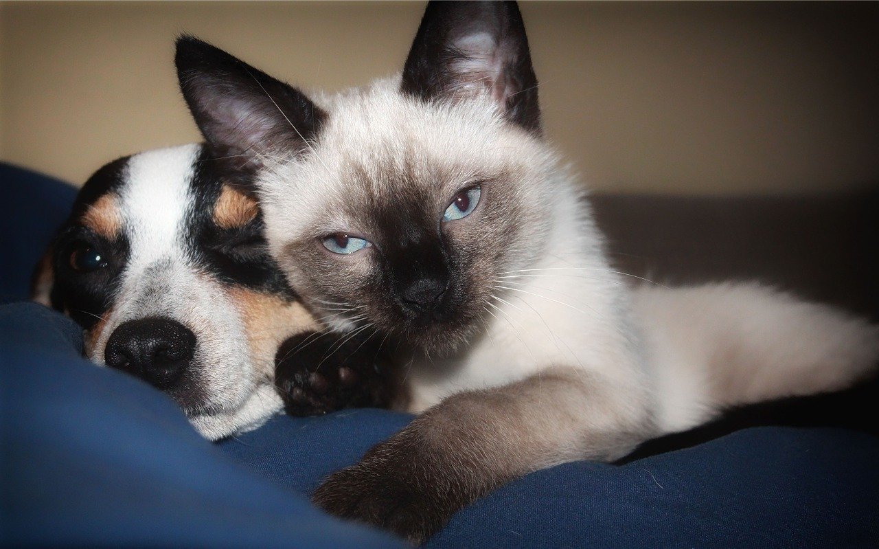 Noms De Chiens Et Chats Les Plus Donnes En Anima Paradiso