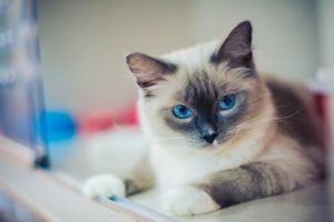 Read more about the article Le Ragdoll, un chat affectueux aux yeux bleus