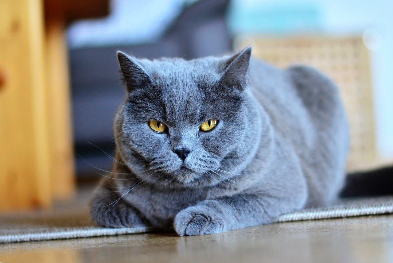 Le Chartreux Un Chat Au Regard Malicieux Et D Or Anima Paradiso