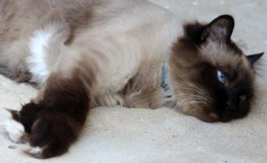 Read more about the article Sacré de Birmanie ou Birman, un chat calme et doux