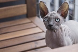 Read more about the article Le Sphynx, le plus connu des chats sans poils