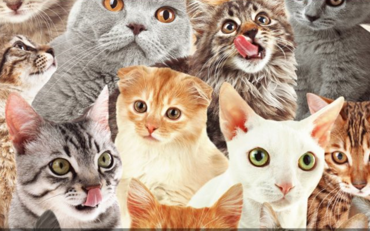Découvrez 5 races de chats atypiques