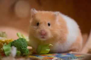 Read more about the article Le Hamster